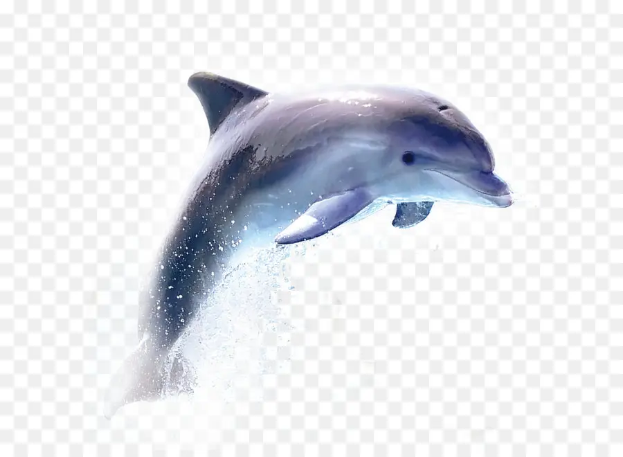 Común Botella De Los Delfines，Delfín PNG