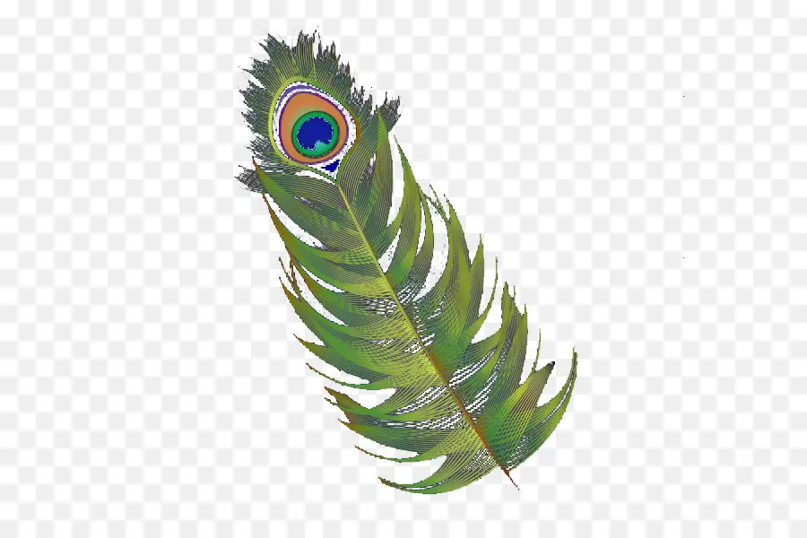 Pluma，Asiática Pavo Real PNG