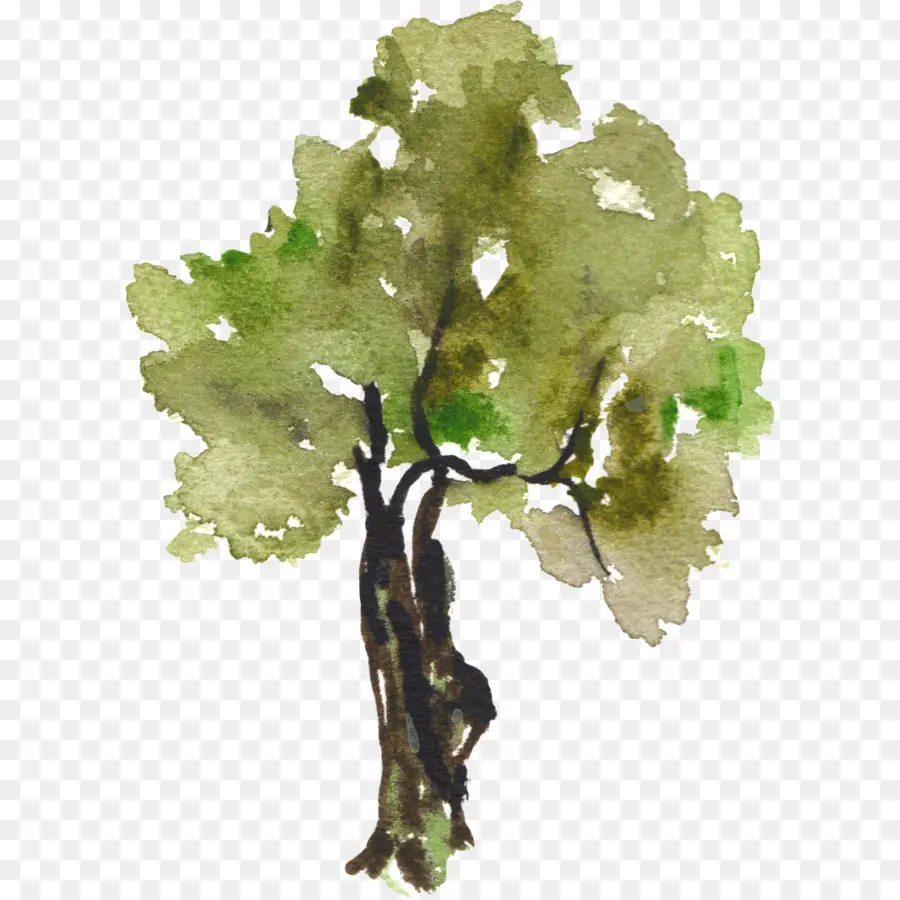 árbol De Acuarela，Árbol PNG