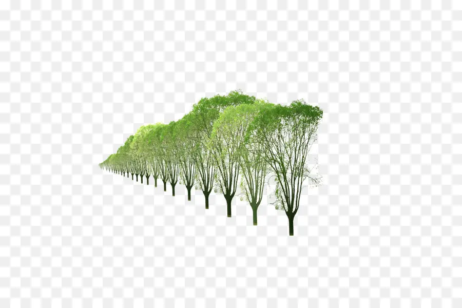 Árbol，Planta PNG