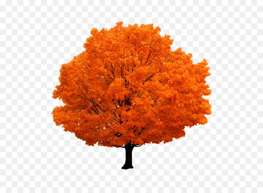 Árbol，Descargar PNG