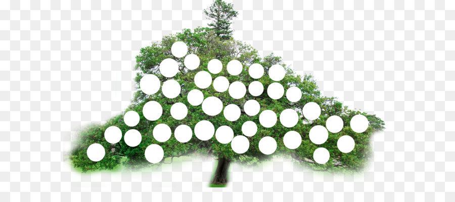 árbol Con Círculos，Hojas PNG