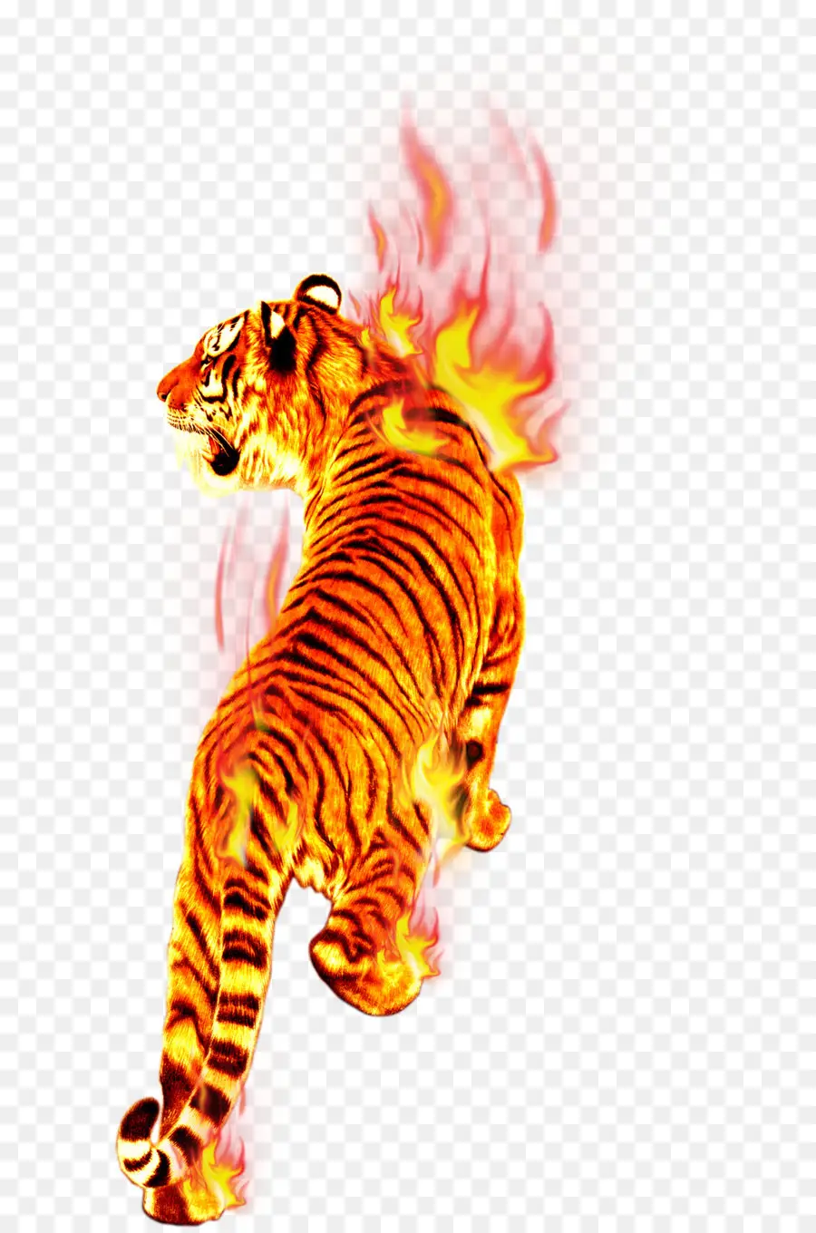 Tigre，Llama PNG