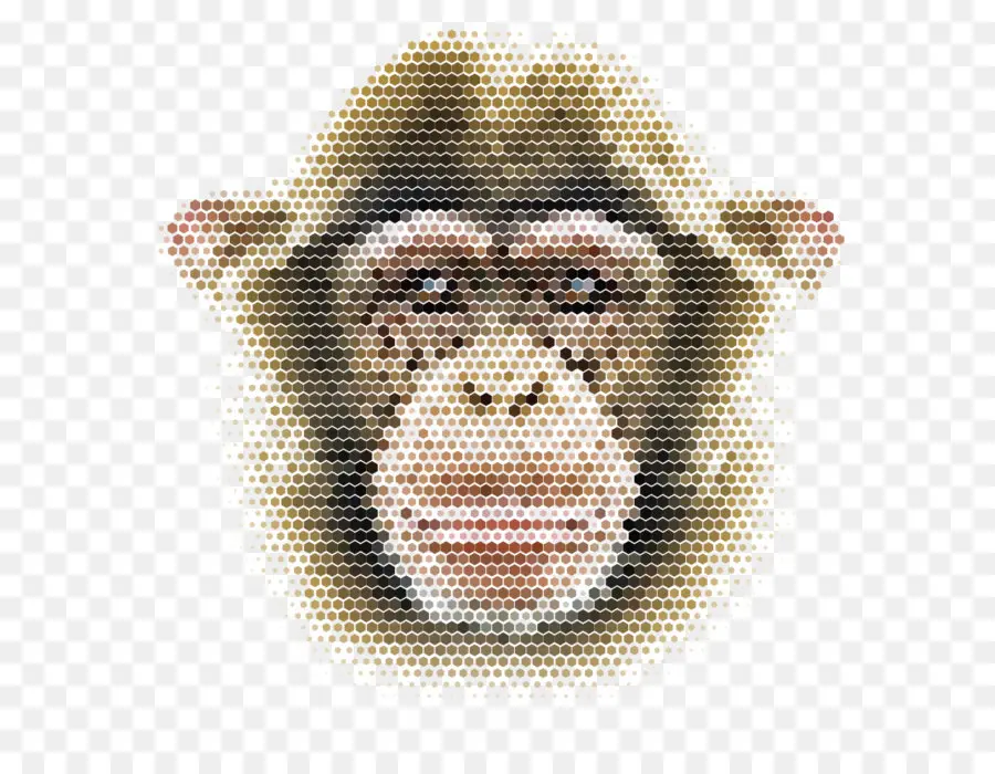 Mono，Chimpancé PNG