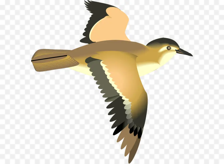 Pájaro，Vuelo PNG