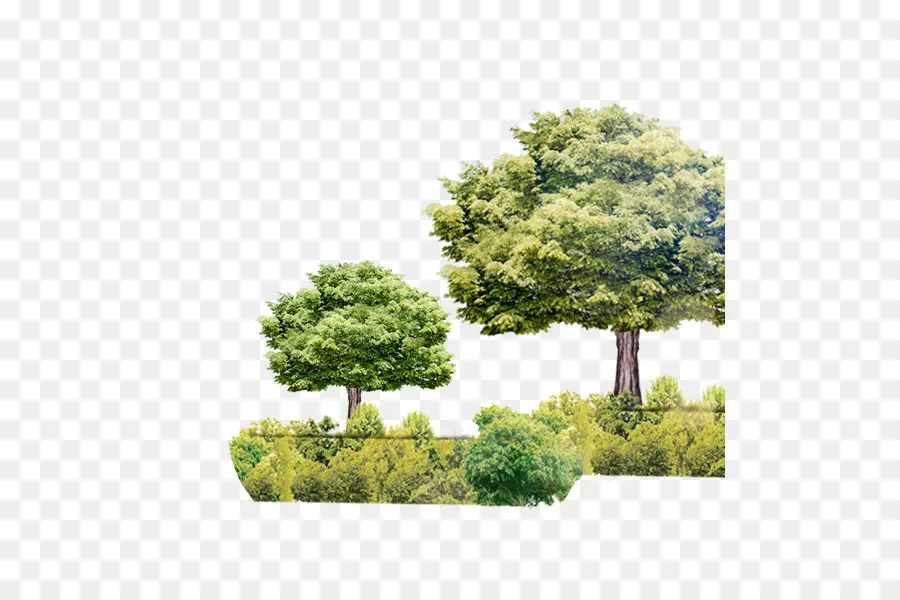 Malasia，árbol PNG