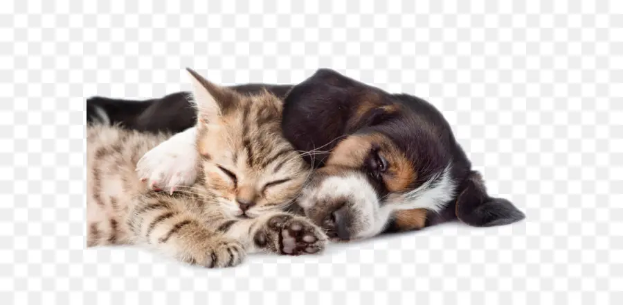 Basset Hound，Gato PNG