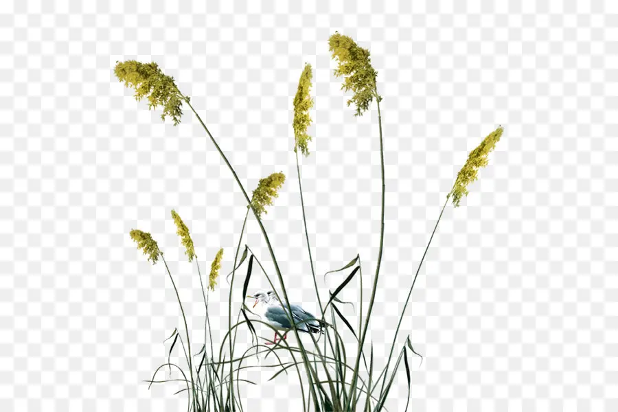 Común Reed，Reed PNG
