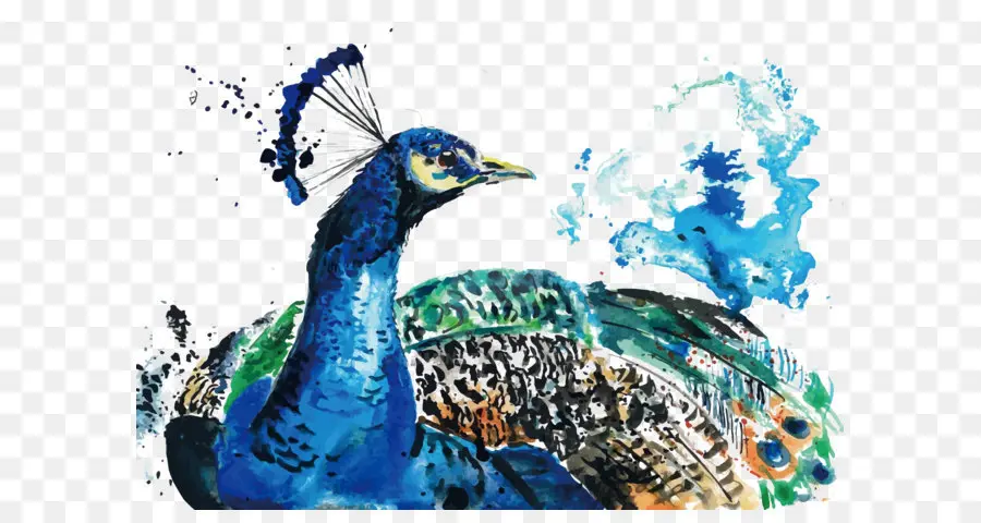 Pavo Real，Vistoso PNG