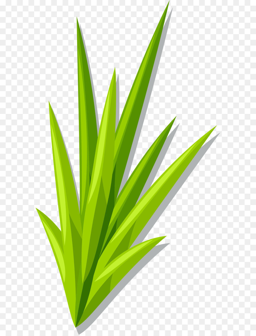 Planta Verde，Hojas PNG