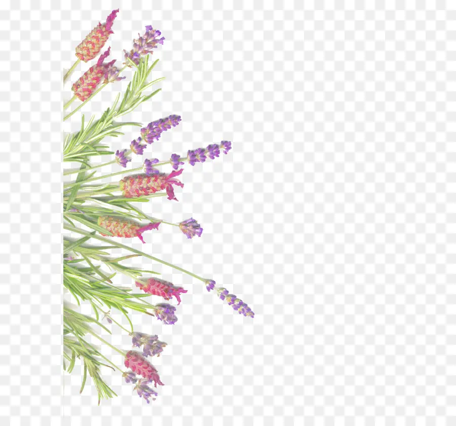 Lavanda，Alecrim PNG