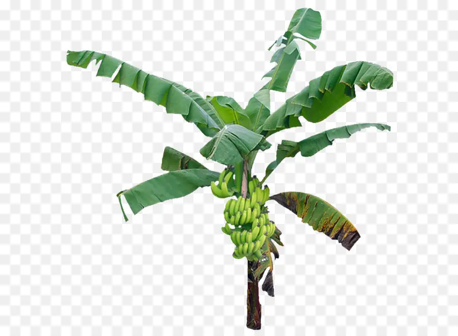 Árbol，Banano PNG