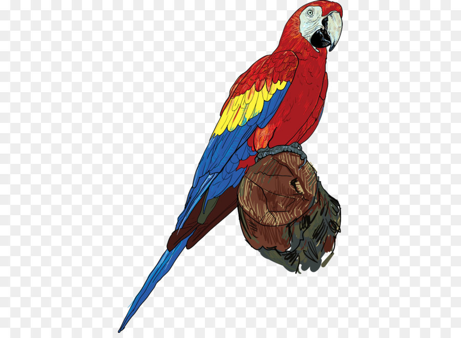 Loro，Vistoso PNG