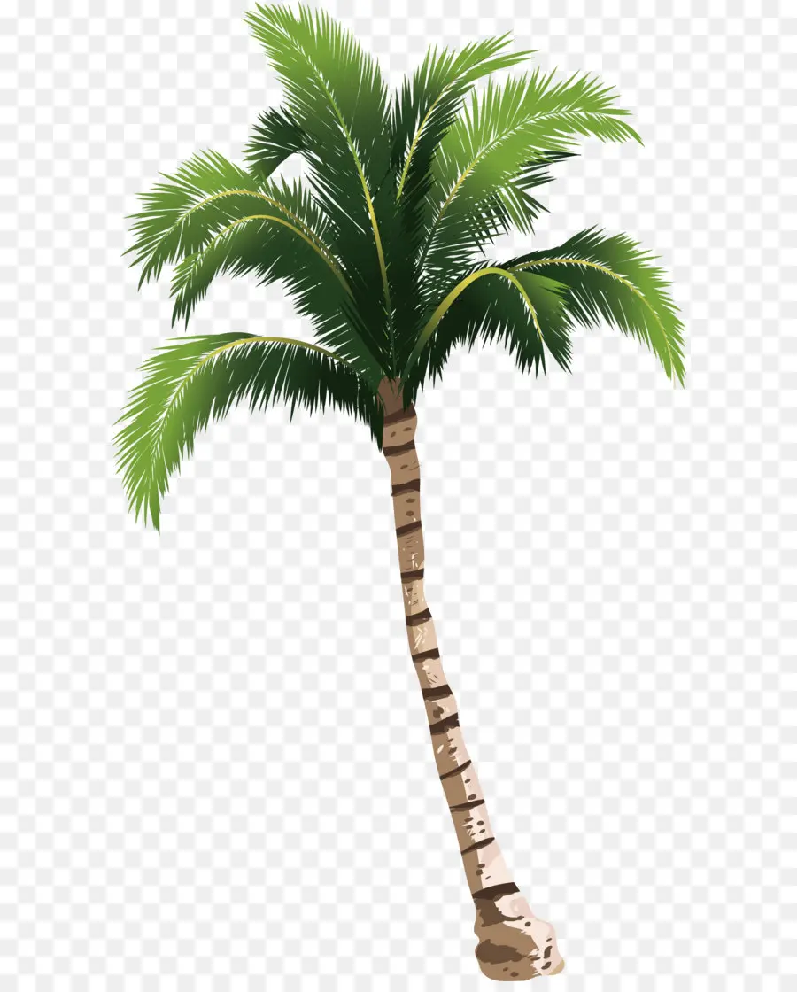 Arecaceae，Coco PNG