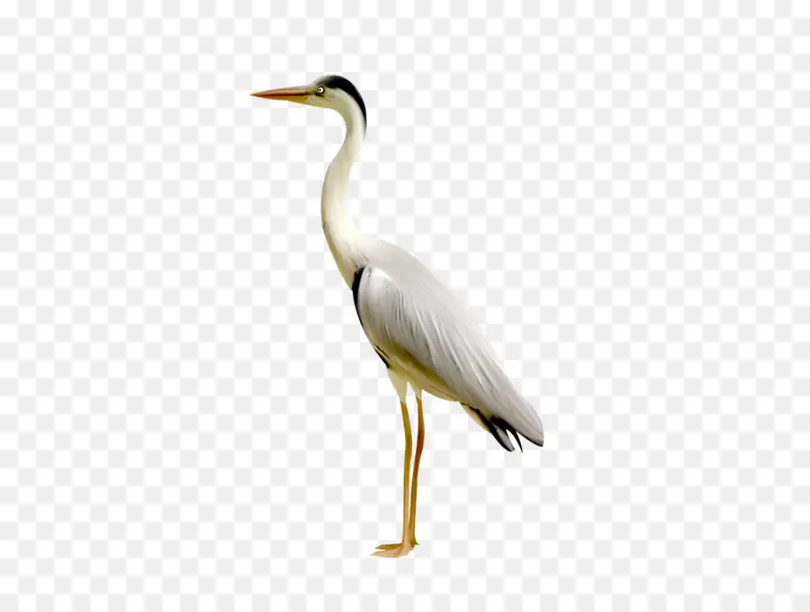 Aves，Heron PNG