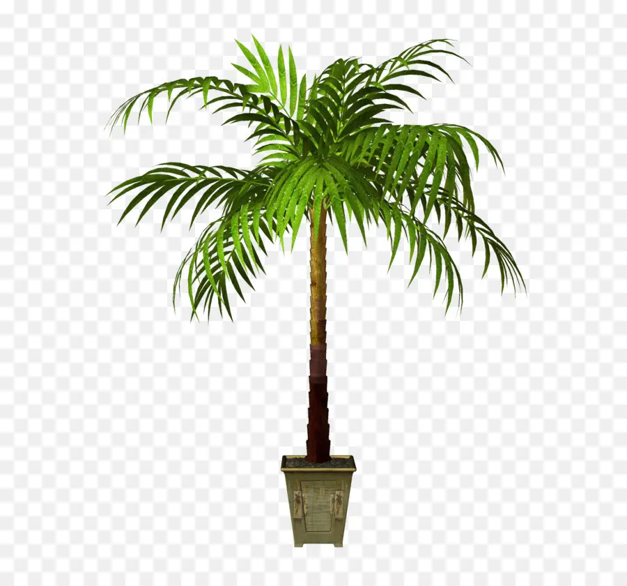 Planta，Árbol PNG