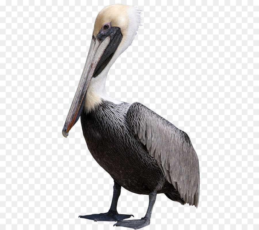 Aves，Pelican PNG