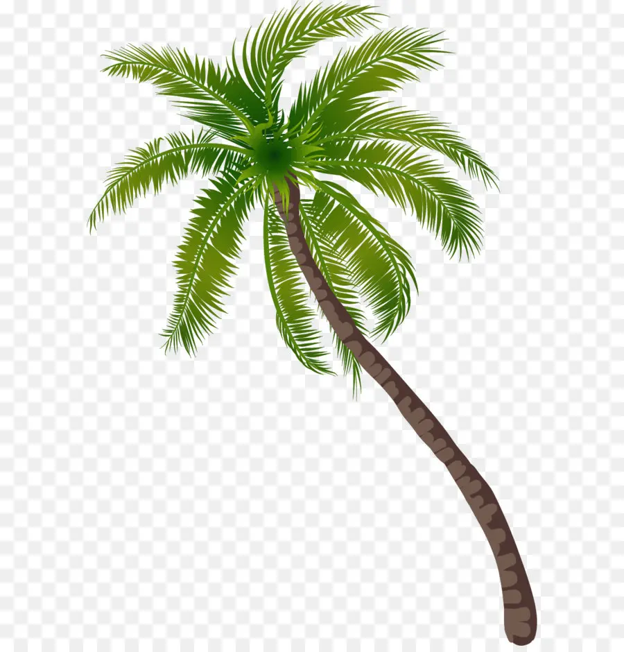 Árbol，Arecaceae PNG