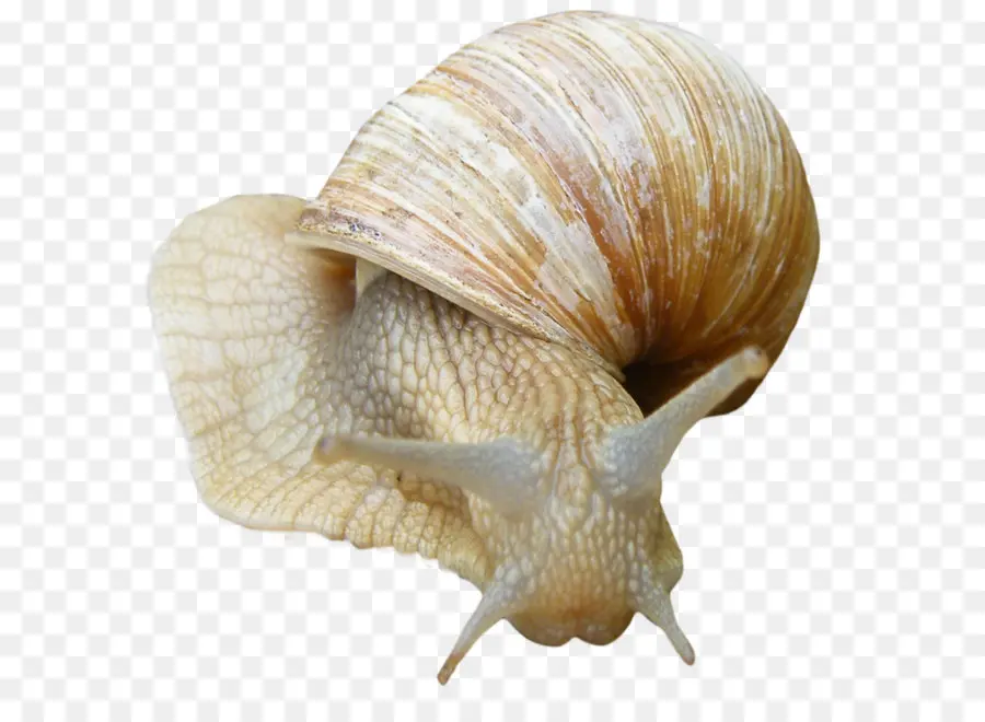 Caracol，Gasterópodo De Concha PNG