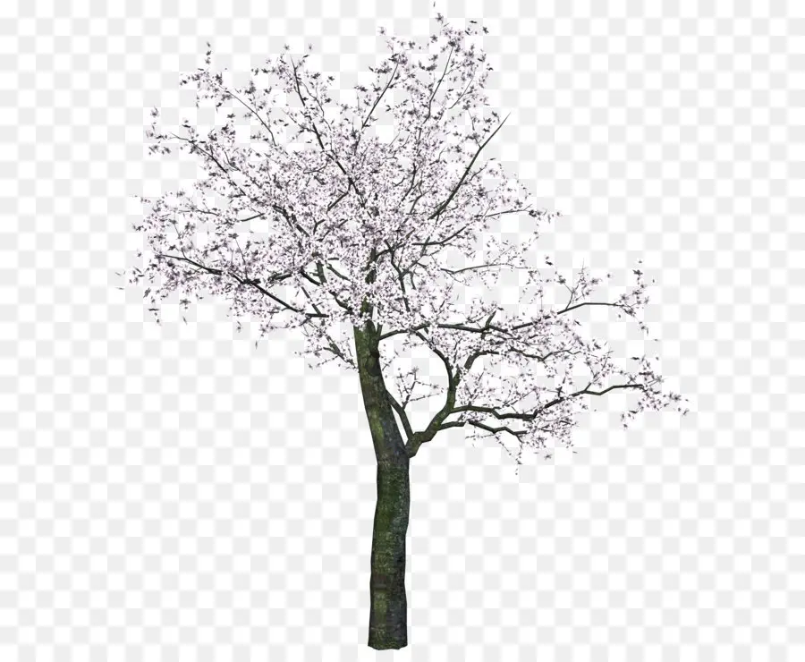 Árbol De Flores Rosadas，Florecer PNG