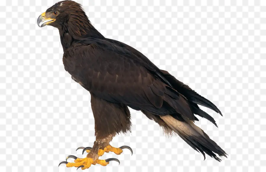 Calvo águila，águila PNG