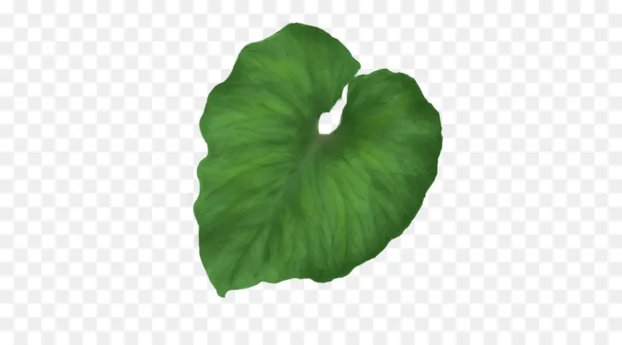 Hoja，Verde PNG