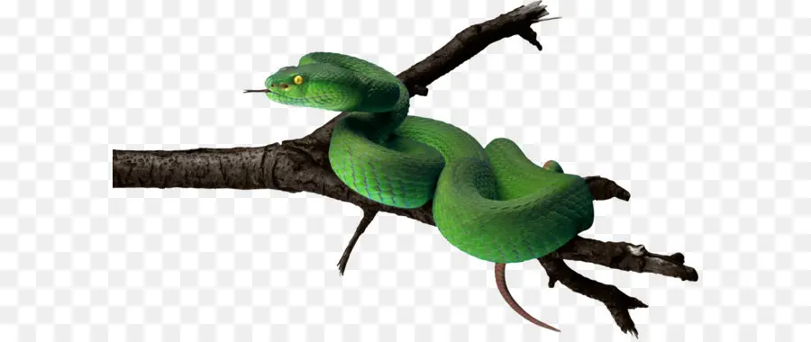 Serpiente Verde，Reptil PNG