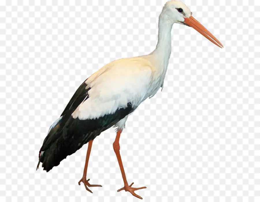 Blanco La Cigüeña，Aves PNG