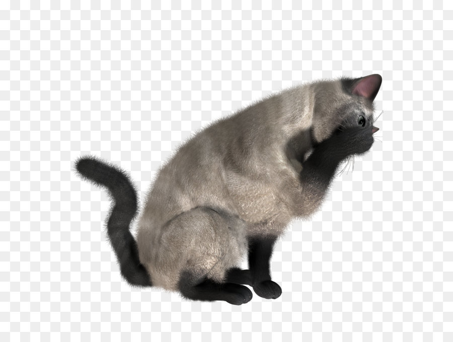 Gato Siames，Gatito PNG