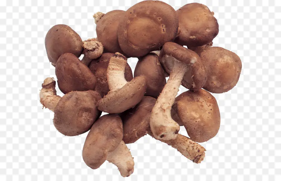 Seta，Shiitake PNG