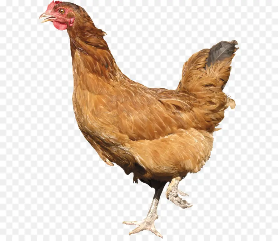 Livorno Pollo，Plymouth Rock Pollos PNG