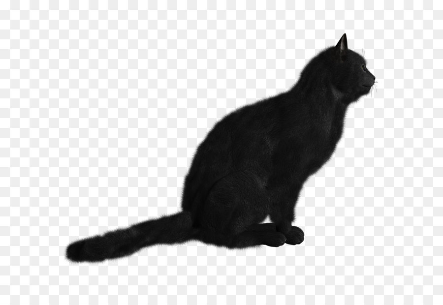 Bombay Cat，Gatito PNG