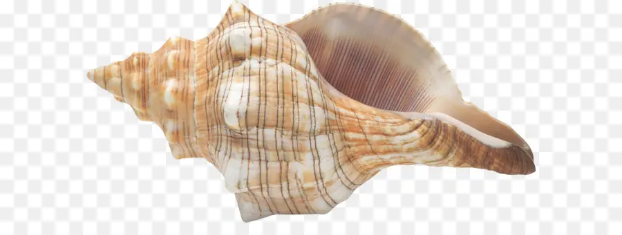 Caracola，Concha PNG