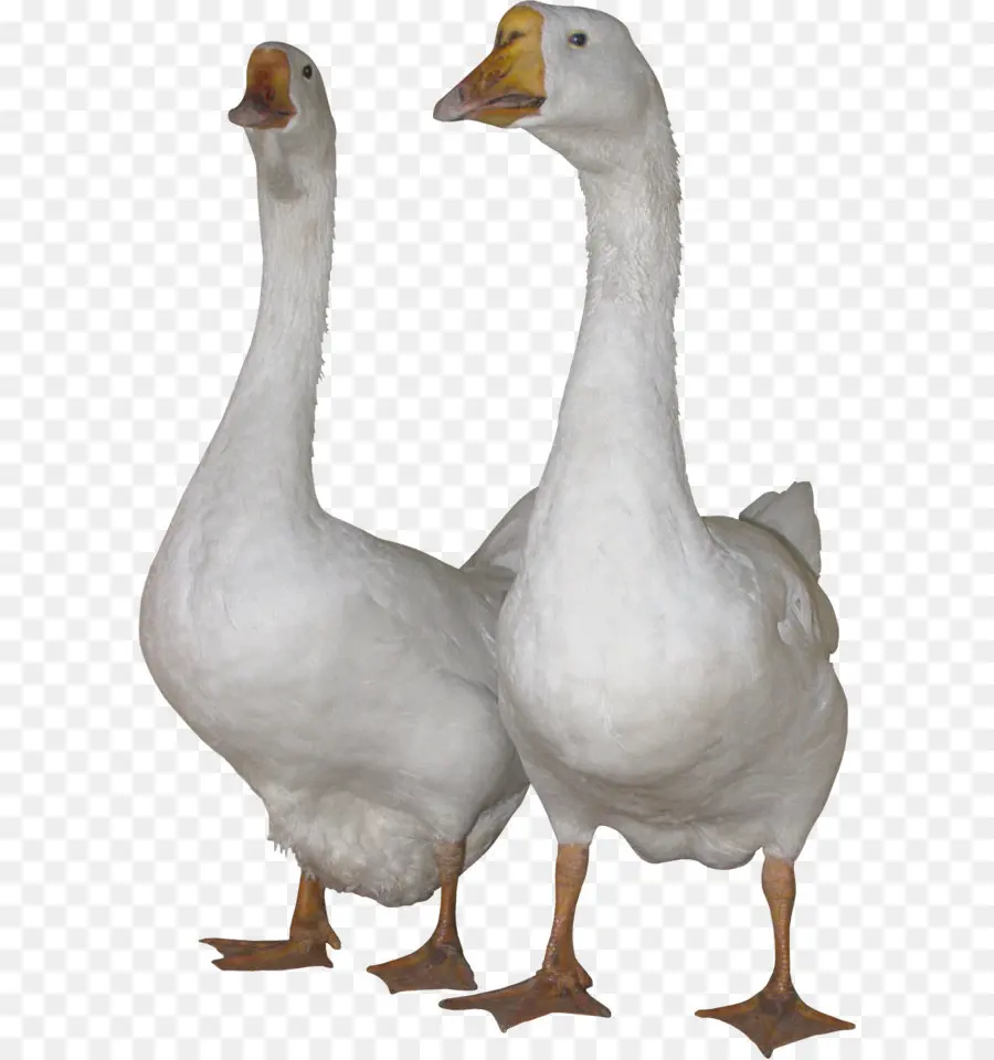 Gansos，Aves PNG