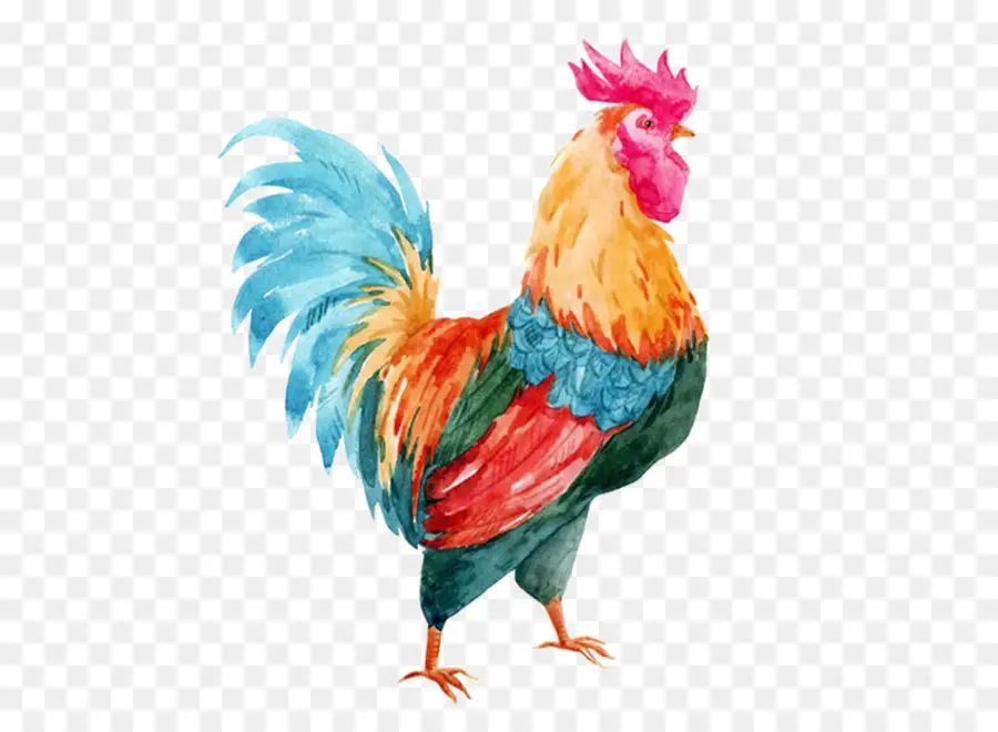 Gallo，Pintura De Acuarela PNG