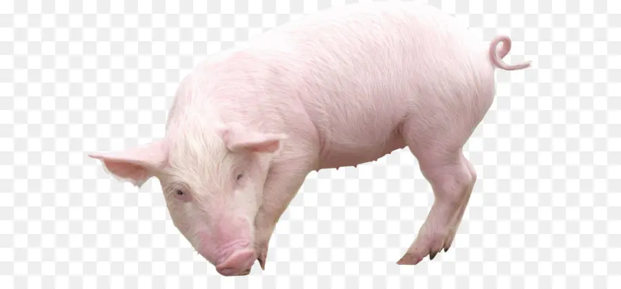 Cerdo，Nacionales Cerdo PNG