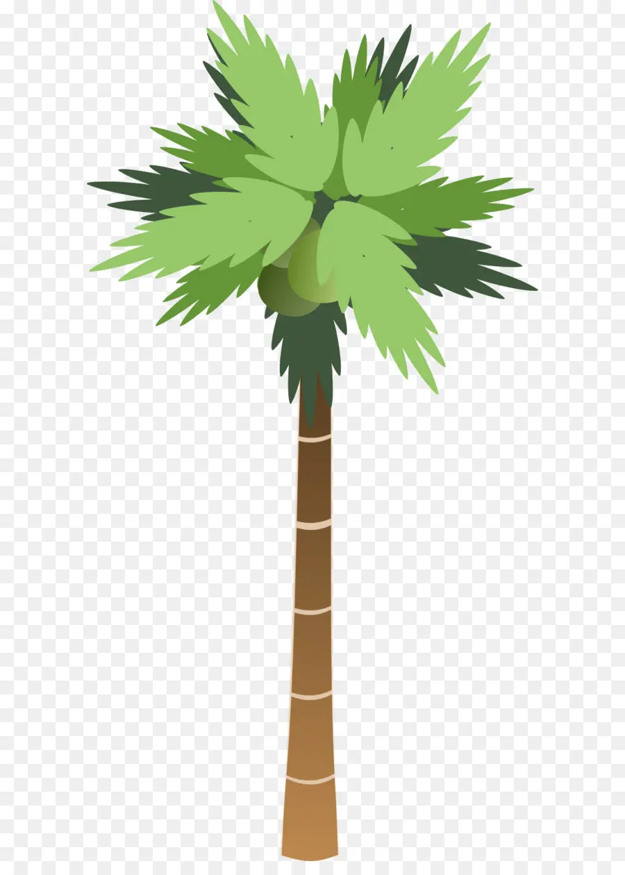 Arecaceae，Coco PNG