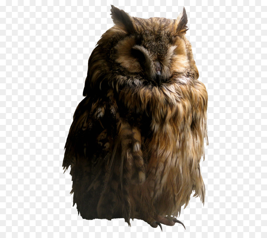 Aves，Granero Owl PNG