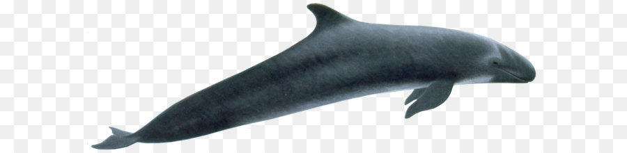 Wholphin，Marsopa PNG