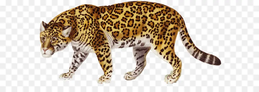 Jaguar，Encapsulado Postscript PNG