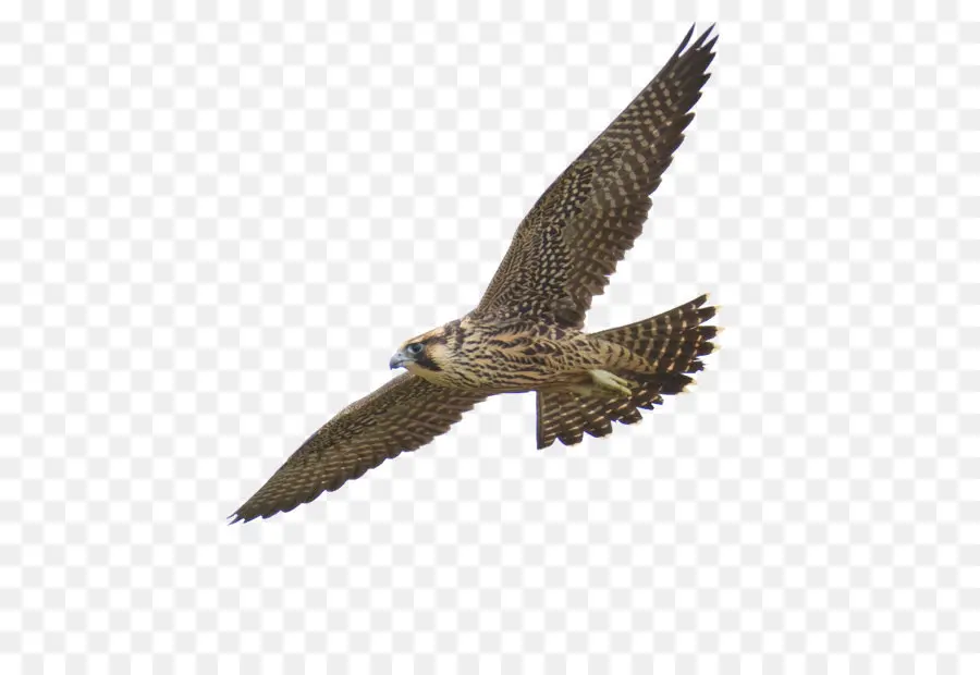 Falcon，Aves De Presa PNG