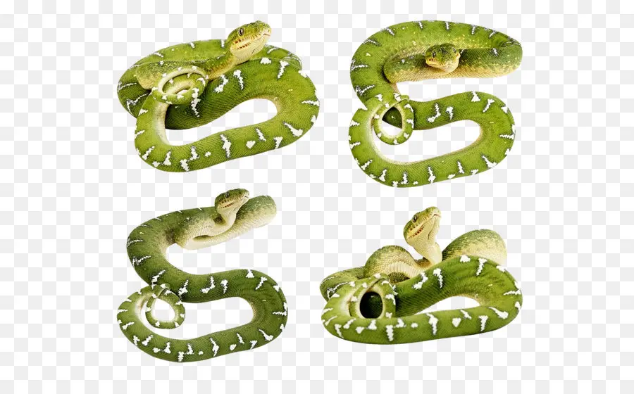 Serpiente，Serpiente Verde Suave PNG