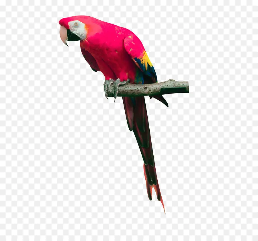 Verdadero Parrot，Aves PNG