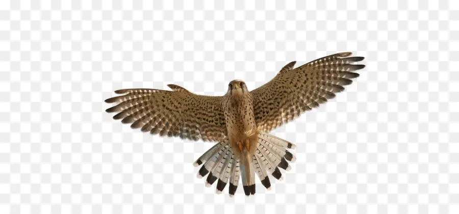 Aves，Falcon PNG