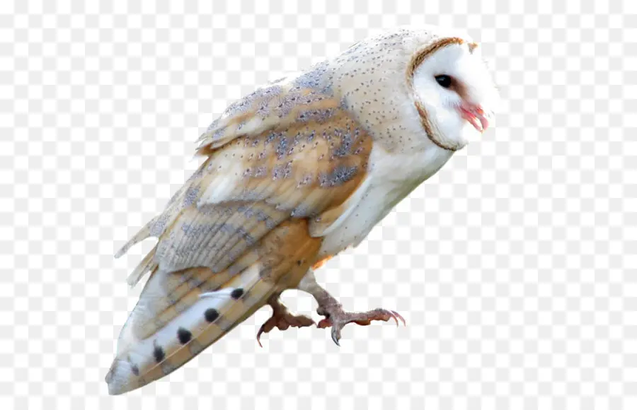 Verdadero Owl，Aves PNG