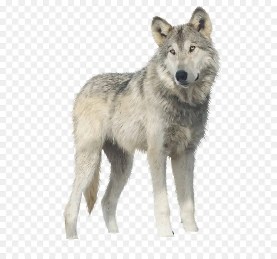 ártico Lobo，Yukón Lobo PNG