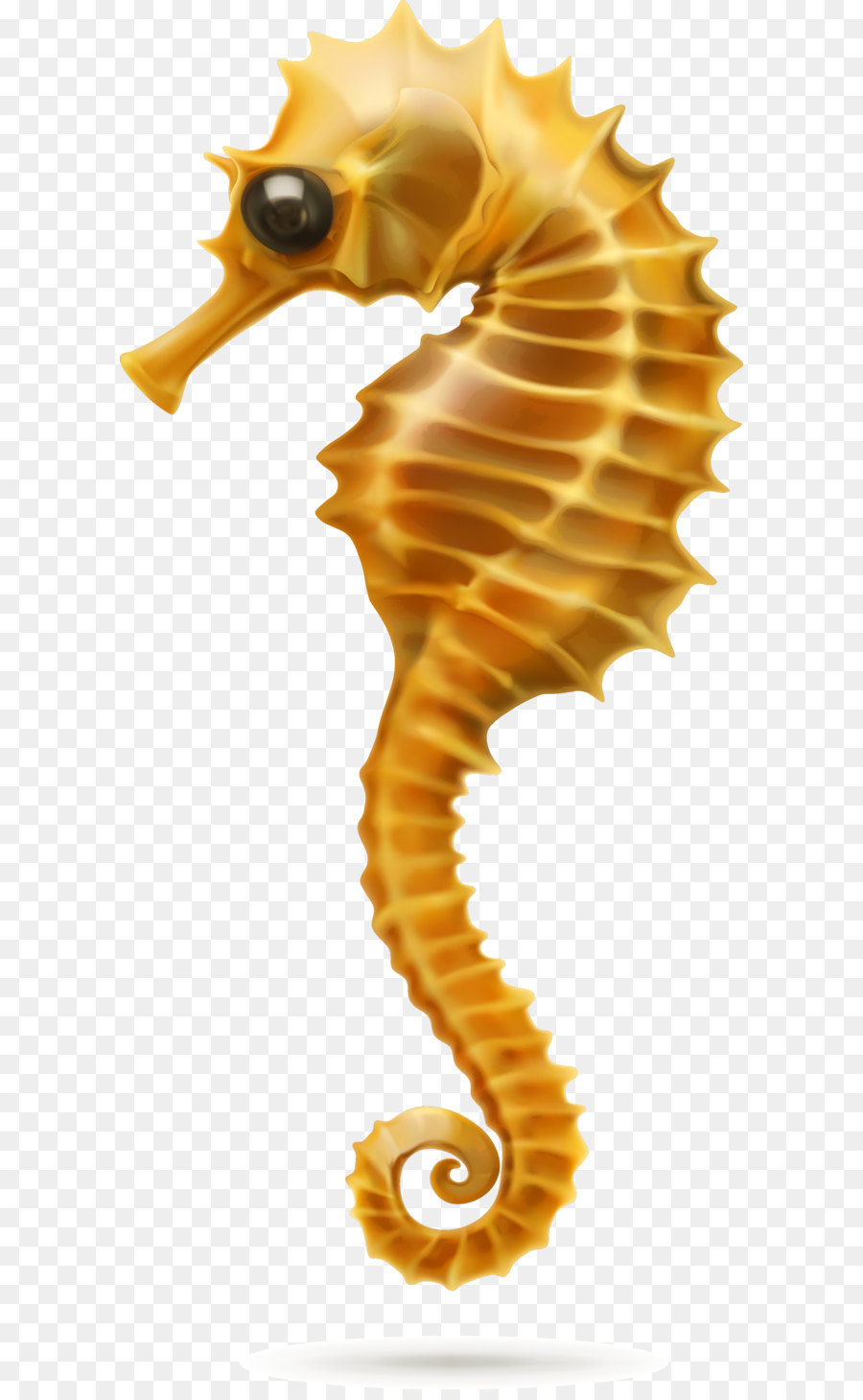 Caballito De Mar，Concha PNG