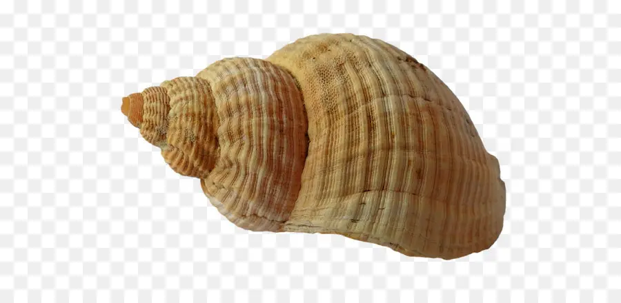 Almeja，Concha PNG