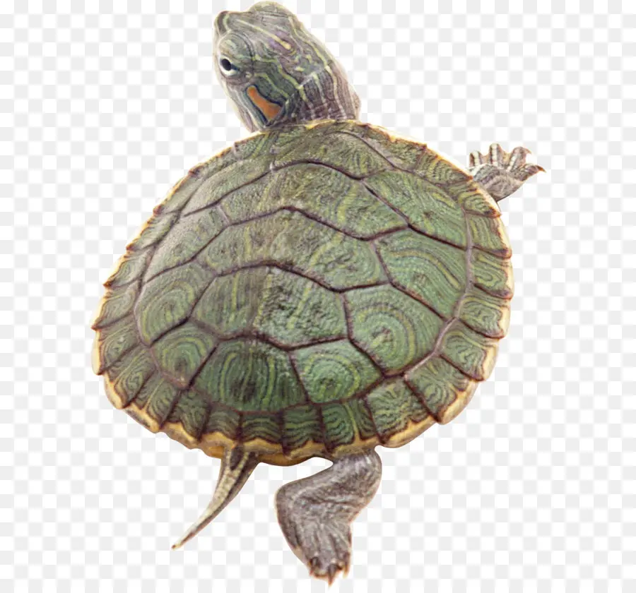 Tortuga，Cuadro Tortuga PNG