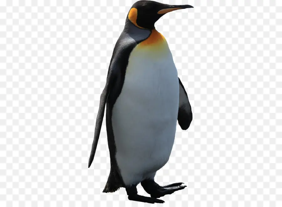 Pingüino，Pájaro PNG